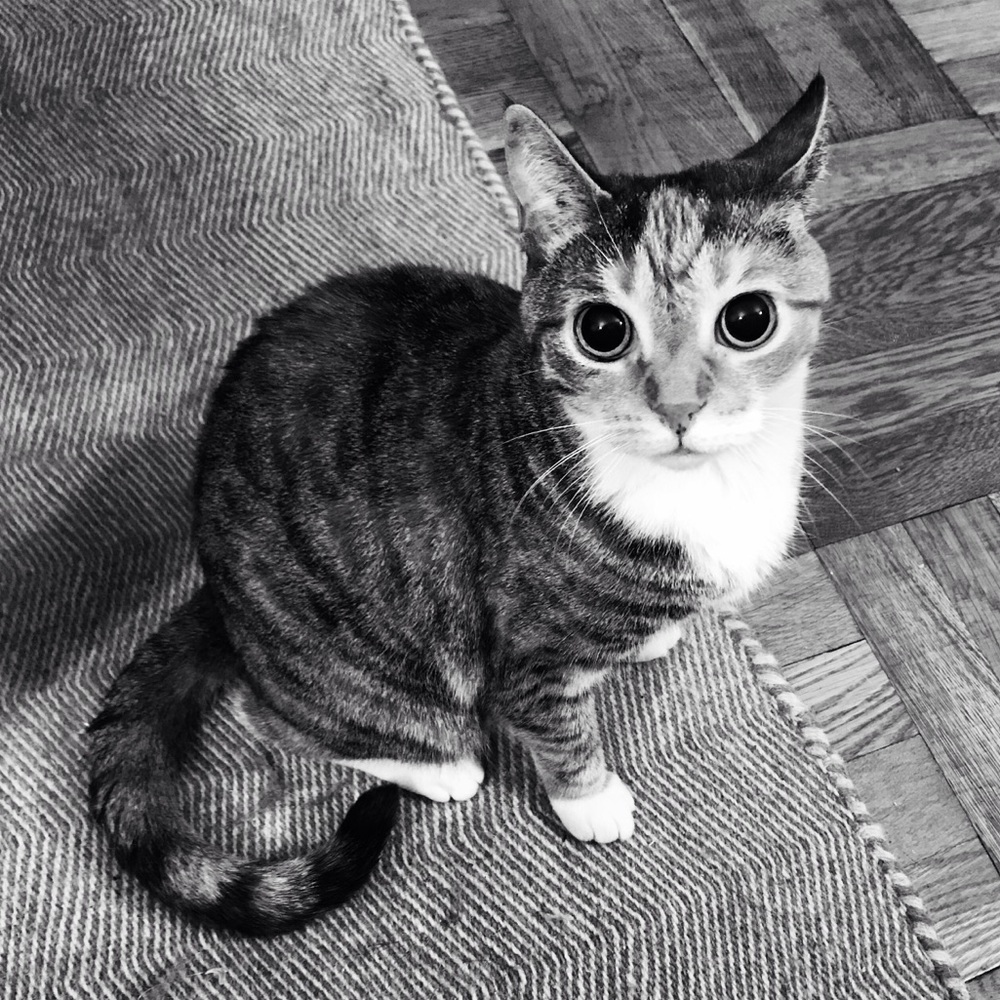 Meet your Posher, Shelly